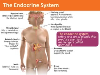 The Endocrine System

The endocrine system
refers to a set of glands that
produce chemical
messengers called
hormones.

 