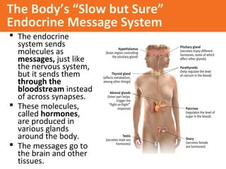 The Body’s “Slow but Sure”
Endocrine Message System
 The endocrine
system sends
molecules as
messages, just like
the nervous system,
but it sends them
through the
bloodstream instead
of across synapses.
 These molecules,
called hormones,
are produced in
various glands
around the body.
 The messages go to
the brain and other
tissues.

 
