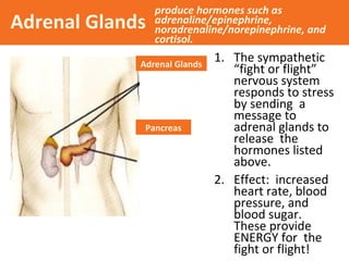 Adrenal Glands

produce hormones such as
adrenaline/epinephrine,
noradrenaline/norepinephrine, and
cortisol.

Adrenal Glands

Pancreas

1. The sympathetic
“fight or flight”
nervous system
responds to stress
by sending a
message to
adrenal glands to
release the
hormones listed
above.
2. Effect: increased
heart rate, blood
pressure, and
blood sugar.
These provide
ENERGY for the
fight or flight!

 