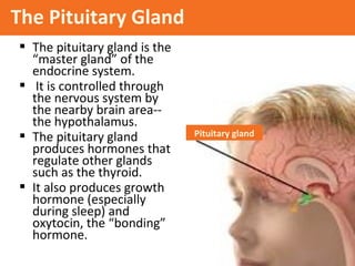 The Pituitary Gland
 The pituitary gland is the
“master gland” of the
endocrine system.
 It is controlled through
the nervous system by
the nearby brain area-the hypothalamus.
 The pituitary gland
produces hormones that
regulate other glands
such as the thyroid.
 It also produces growth
hormone (especially
during sleep) and
oxytocin, the “bonding”
hormone.

Pituitary gland

 