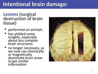 Intentional brain damage:
Lesions (surgical
destruction of brain
tissue)
 performed on animals
 has yielded some
insights, especially
about less complex
brain structures
 no longer necessary, as
we now can chemically
or magnetically
deactivate brain areas
to get similar
information
33

 