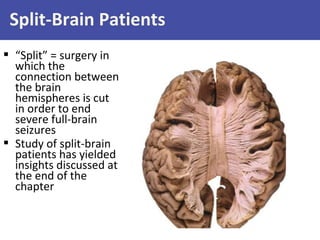 Split-Brain Patients
 “Split” = surgery in
which the
connection between
the brain
hemispheres is cut
in order to end
severe full-brain
seizures
 Study of split-brain
patients has yielded
insights discussed at
the end of the
chapter

 