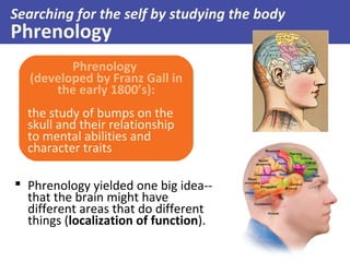 Searching for the self by studying the body

Phrenology

Phrenology
(developed by Franz Gall in
the early 1800’s):
the study of bumps on the
skull and their relationship
to mental abilities and
character traits
 Phrenology yielded one big idea-that the brain might have
different areas that do different
things (localization of function).

 