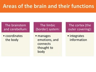 Areas of the brain and their functions

 