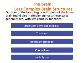 The Brain:
Less Complex Brain Structures

Our tour of the brain begins with parts of the human
brain found also in simpler animals; these parts
generally deal with less complex functions:
Brainstem (Pons and Medulla)
Thalamus
Reticular Formation
Cerebellum
Limbic System

 