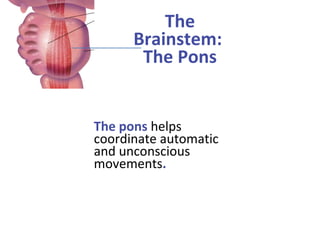 The
Brainstem:
The Pons

The pons helps
coordinate automatic
and unconscious
movements.

 