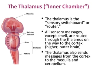 The Thalamus (“Inner Chamber”)
 The thalamus is the
“sensory switchboard” or
“router.”
 All sensory messages,
except smell, are routed
through the thalamus on
the way to the cortex
(higher, outer brain).
 The thalamus also sends
messages from the cortex
to the medulla and
cerebellum.

 
