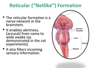 Reticular (“Netlike”) Formation
 The reticular formation is a
nerve network in the
brainstem.
 It enables alertness,
(arousal) from coma to
wide awake (as
demonstrated in the cat
experiments).
 It also filters incoming
sensory information.

 