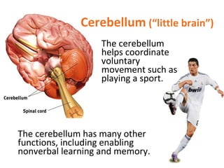 Cerebellum (“little brain”)
The cerebellum
helps coordinate
voluntary
movement such as
playing a sport.

The cerebellum has many other
functions, including enabling
nonverbal learning and memory.

 