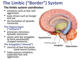 The Limbic (“Border”) System
The limbic system coordinates:
 emotions such as fear and
aggression.
 basic drives such as hunger
and sex.
 the formation of episodic
memories.
The hippocampus
(“seahorse”)
 processes conscious,
episodic memories.
 works with the amygdala
to form emotionally
charged memories.
The Amygdala (“almond”)
 consists of two lima beansized neural clusters.
 helps process emotions,
especially fear and
aggression.

 