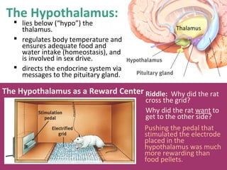 The Hypothalamus:

 lies below (“hypo”) the
thalamus.
 regulates body temperature and
ensures adequate food and
water intake (homeostasis), and
is involved in sex drive.
 directs the endocrine system via
messages to the pituitary gland.

Thalamus

The Hypothalamus as a Reward Center Riddle: Why did the rat

cross the grid?
Why did the rat want to
get to the other side?
Pushing the pedal that
stimulated the electrode
placed in the
hypothalamus was much
more rewarding than
food pellets.

 