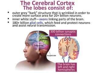 The Cerebral Cortex
The lobes consist of:

 outer grey “bark” structure that is wrinkled in order to
create more surface area for 20+ billion neurons.
 inner white stuff—axons linking parts of the brain.
 180+ billion glial cells, which feed and protect neurons
and assist neural transmission.
300 billion synaptic
connections

The brain has
left and right
hemispheres

 