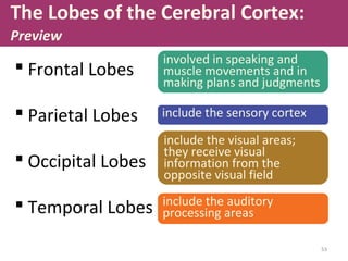 The Lobes of the Cerebral Cortex:
Preview

 Frontal Lobes

involved in speaking and
muscle movements and in
making plans and judgments

 Parietal Lobes

include the sensory cortex

 Occipital Lobes

include the visual areas;
they receive visual
information from the
opposite visual field

 Temporal Lobes

include the auditory
processing areas
53

 