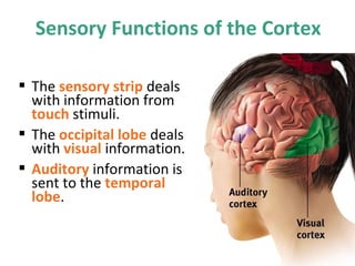 Sensory Functions of the Cortex
 The sensory strip deals
with information from
touch stimuli.
 The occipital lobe deals
with visual information.
 Auditory information is
sent to the temporal
lobe.

 