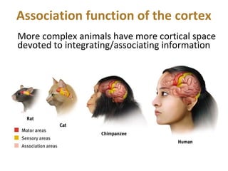 Association function of the cortex
More complex animals have more cortical space
devoted to integrating/associating information

 