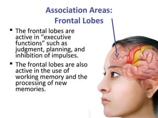 Association Areas:
Frontal Lobes
 The frontal lobes are
active in “executive
functions” such as
judgment, planning, and
inhibition of impulses.
 The frontal lobes are also
active in the use of
working memory and the
processing of new
memories.

 