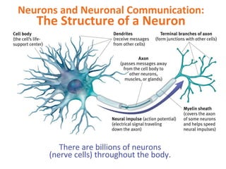 Neurons and Neuronal Communication:

The Structure of a Neuron

There are billions of neurons
(nerve cells) throughout the body.

 