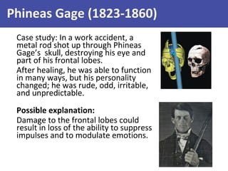 Phineas Gage (1823-1860)
Case study: In a work accident, a
metal rod shot up through Phineas
Gage’s skull, destroying his eye and
part of his frontal lobes.
After healing, he was able to function
in many ways, but his personality
changed; he was rude, odd, irritable,
and unpredictable.
Possible explanation:
Damage to the frontal lobes could
result in loss of the ability to suppress
impulses and to modulate emotions.

 
