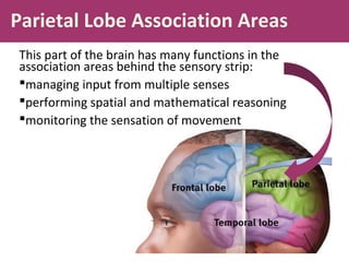Parietal Lobe Association Areas
This part of the brain has many functions in the
association areas behind the sensory strip:
managing input from multiple senses
performing spatial and mathematical reasoning
monitoring the sensation of movement

 