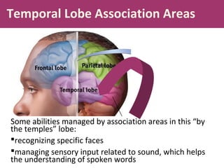 Temporal Lobe Association Areas

Some abilities managed by association areas in this “by
the temples” lobe:
recognizing specific faces
managing sensory input related to sound, which helps
the understanding of spoken words

 