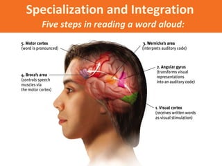 Specialization and Integration
Five steps in reading a word aloud:

 