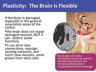Plasticity: The Brain is Flexible
If the brain is damaged,
especially in the general
association areas of the
cortex:
the brain does not repair
damaged neurons, BUT it
can restore some
functions
it can form new
connections, reassign
existing networks, and
insert new neurons, some
grown from stem cells

This 6-year-old had a
hemispherectomy to end lifethreatening seizures; her
remaining hemisphere
compensated for the damage.

 
