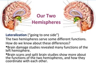Our Two
Hemispheres
Lateralization (“going to one side”)
The two hemispheres serve some different functions.
How do we know about these differences?
Brain damage studies revealed many functions of the
left hemisphere.
Brain scans and split brain studies show more about
the functions of the two hemispheres, and how they
coordinate with each other.

 
