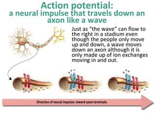 Action potential:

a neural impulse that travels down an
axon like a wave

Just as “the wave” can flow to
the right in a stadium even
though the people only move
up and down, a wave moves
down an axon although it is
only made up of ion exchanges
moving in and out.

 