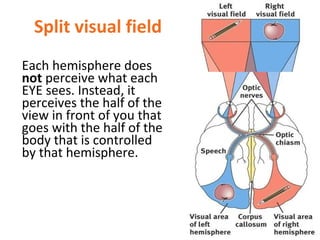 Split visual field
Each hemisphere does
not perceive what each
EYE sees. Instead, it
perceives the half of the
view in front of you that
goes with the half of the
body that is controlled
by that hemisphere.

 