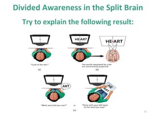 Divided Awareness in the Split Brain
Try to explain the following result:

71

 