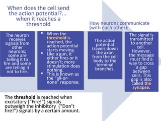 When does the cell send
the action potential?...
when it reaches a
threshold
The neuron
receives
receives
signals from
other
neurons;
neurons;
some are
telling it to
fire and some
and some
are telling it
it
not to fire.
not

 When the
threshold is
reached, the
action potential
starts moving.
 Like a gun, it
either fires or it
doesn’t; more
stimulation does
nothing.
 This is known as
is
as
the “all-ornone” response.
response.

The threshold is reached when
excitatory (“Fire!”) signals
outweigh the inhibitory (“Don’t
fire!”) signals by a certain amount.

How neurons communicate
(with each other):
The action
potential
travels down
the axon
from the cell
body to the
to the
terminal
branches.

The signal is
transmitted
to another
cell.
However,
the message
must find a
way to cross
way
a gap
a
between
cells. This
gap is also
called the
the
synapse.

 