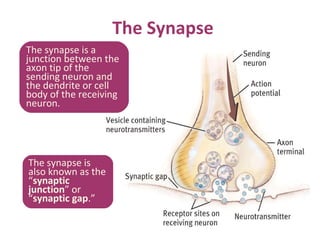 The Synapse
The synapse is a
junction between the
axon tip of the
sending neuron and
the dendrite or cell
body of the receiving
neuron.

The synapse is
also known as the
“synaptic
junction” or
“synaptic gap.”

 