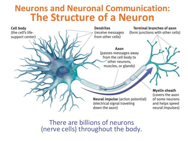 the communication process of neurons in the brain essay research neural communication