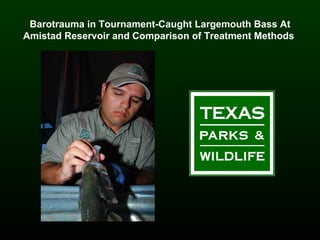 Barotrauma in Tournament-Caught Largemouth Bass At Amistad Reservoir and Comparison of Treatment Methods   