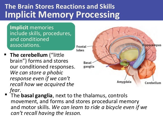 What Part Of The Brain Stores Memory >> Psychology Of Memory What Part Of The Brain Stores Memory >> Psychology Of Memory