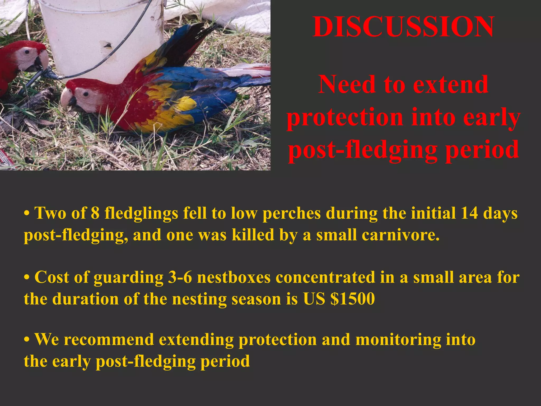 • Cost of guarding 3-6 nestboxes concentrated in a small area for
the duration of the nesting season is US $1500
• We recommend extending protection and monitoring into
the early post-fledging period
• Two of 8 fledglings fell to low perches during the initial 14 days
post-fledging, and one was killed by a small carnivore.
Need to extend
protection into early
post-fledging period
DISCUSSION
 