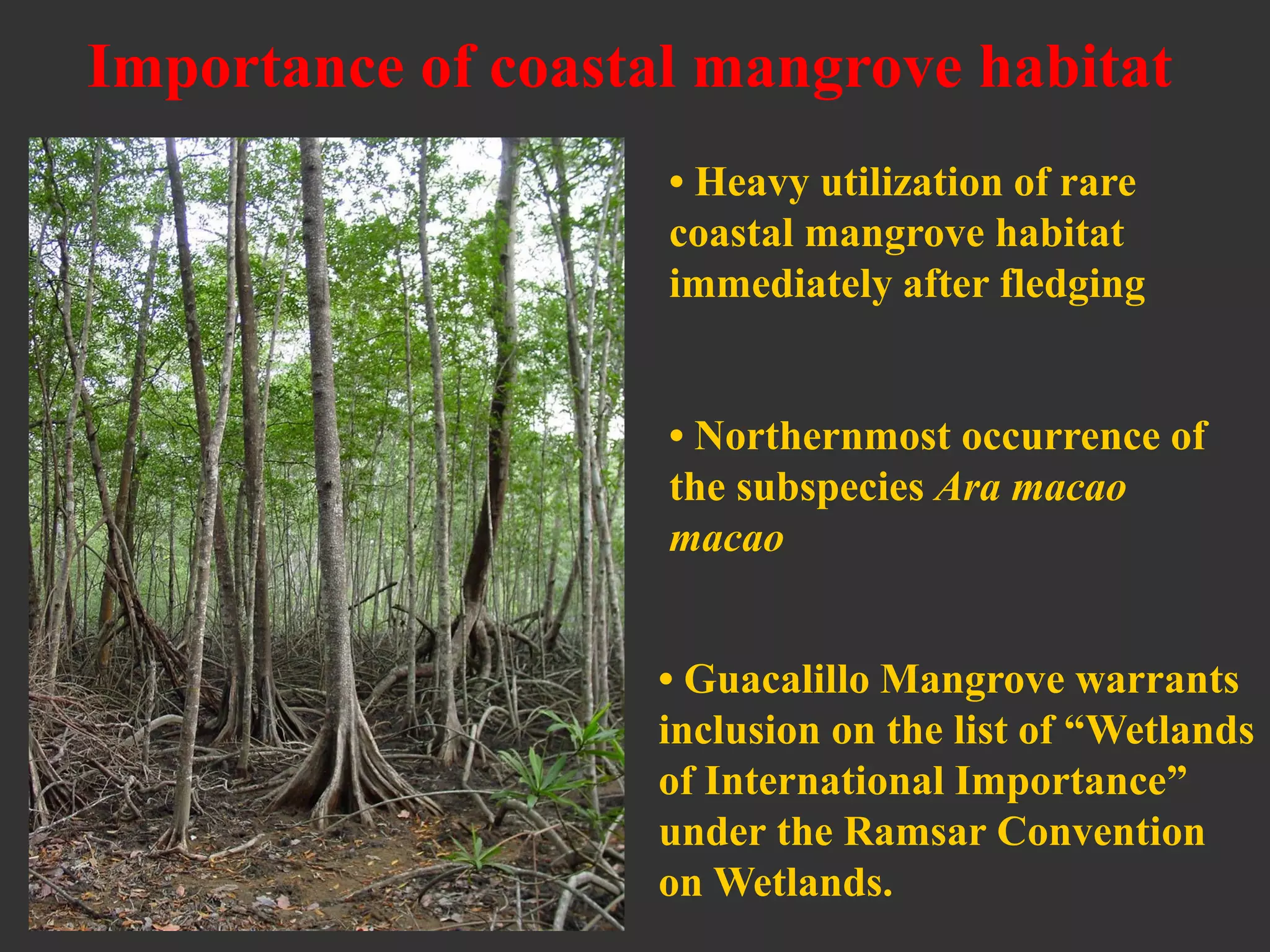 • Heavy utilization of rare
coastal mangrove habitat
immediately after fledging
• Guacalillo Mangrove warrants
inclusion on the list of “Wetlands
of International Importance”
under the Ramsar Convention
on Wetlands.
• Northernmost occurrence of
the subspecies Ara macao
macao
Importance of coastal mangrove habitat
 