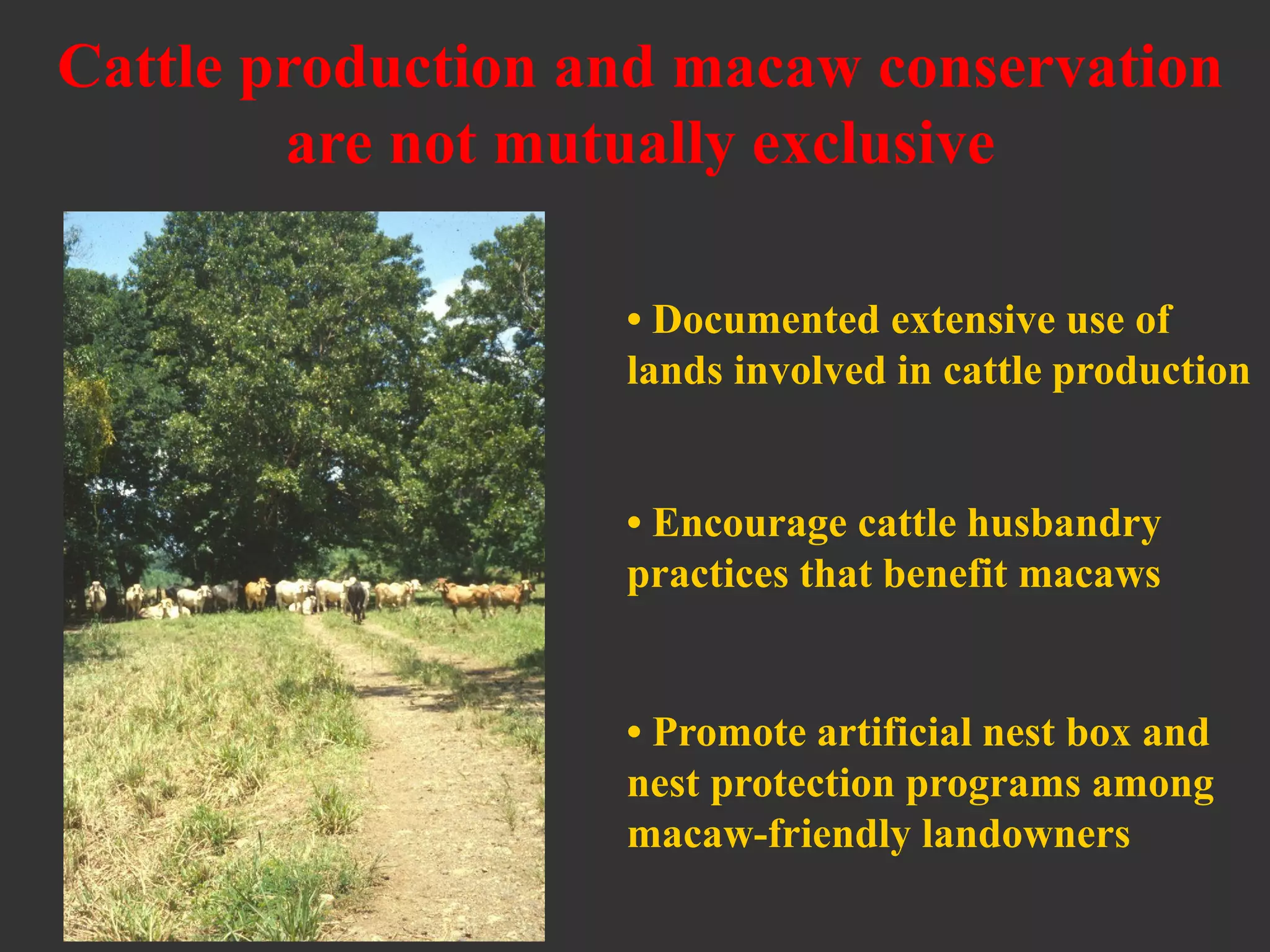 • Documented extensive use of
lands involved in cattle production
• Promote artificial nest box and
nest protection programs among
macaw-friendly landowners
• Encourage cattle husbandry
practices that benefit macaws
Cattle production and macaw conservation
are not mutually exclusive
 