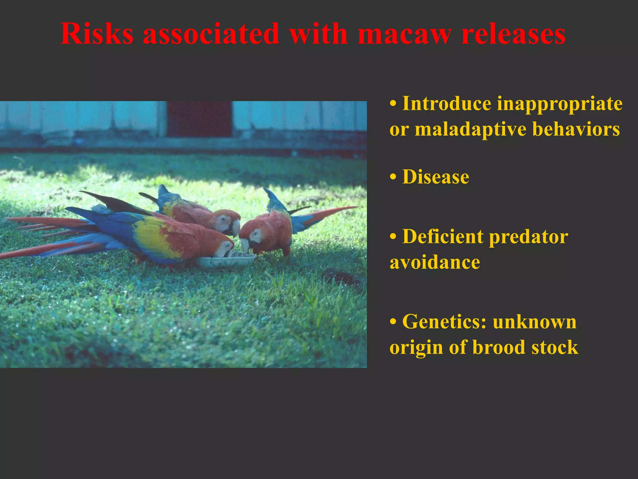 • Disease
• Introduce inappropriate
or maladaptive behaviors
Risks associated with macaw releases
• Genetics: unknown
origin of brood stock
• Deficient predator
avoidance
 