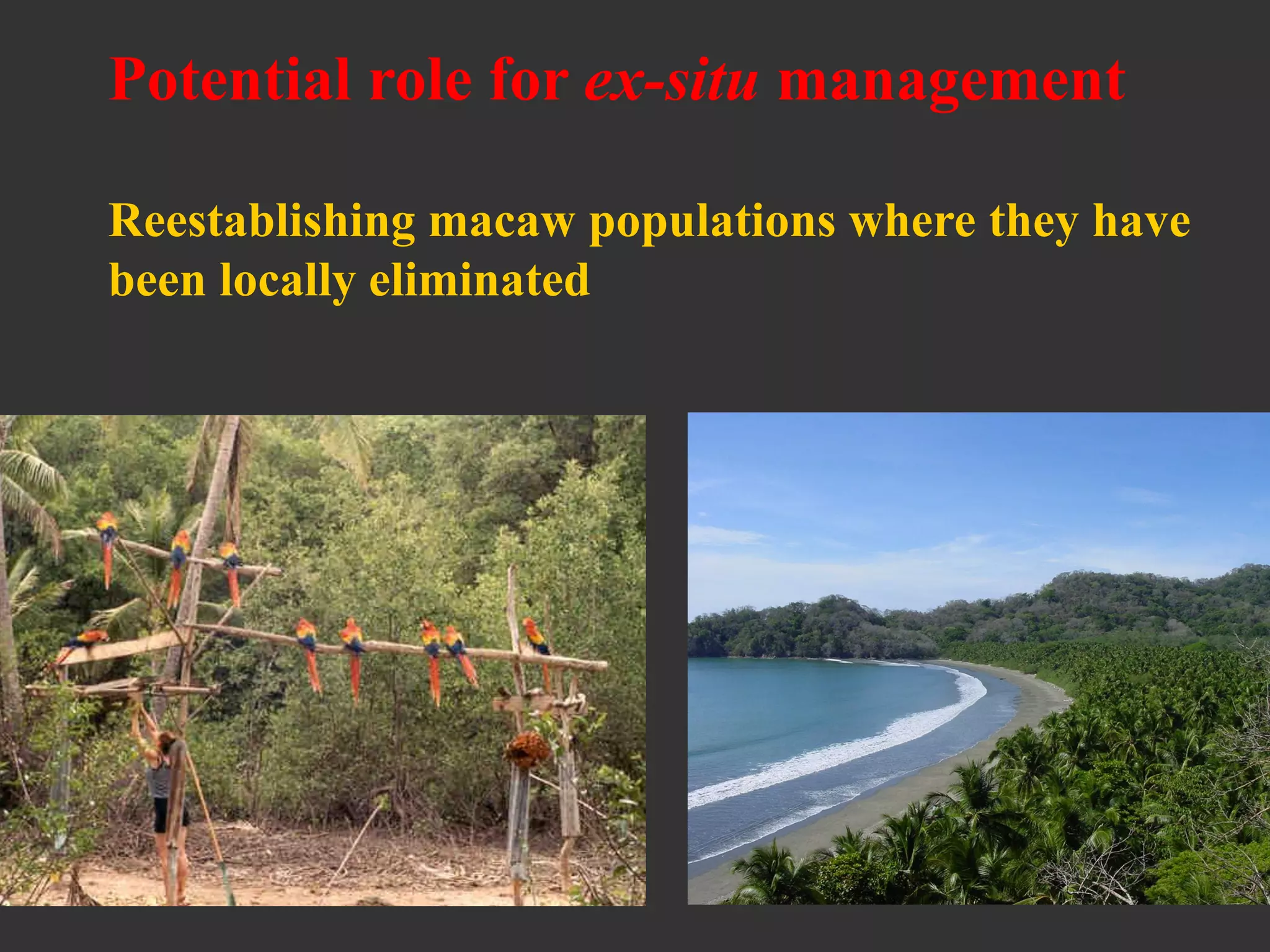 Potential role for ex-situ management
Reestablishing macaw populations where they have
been locally eliminated
 