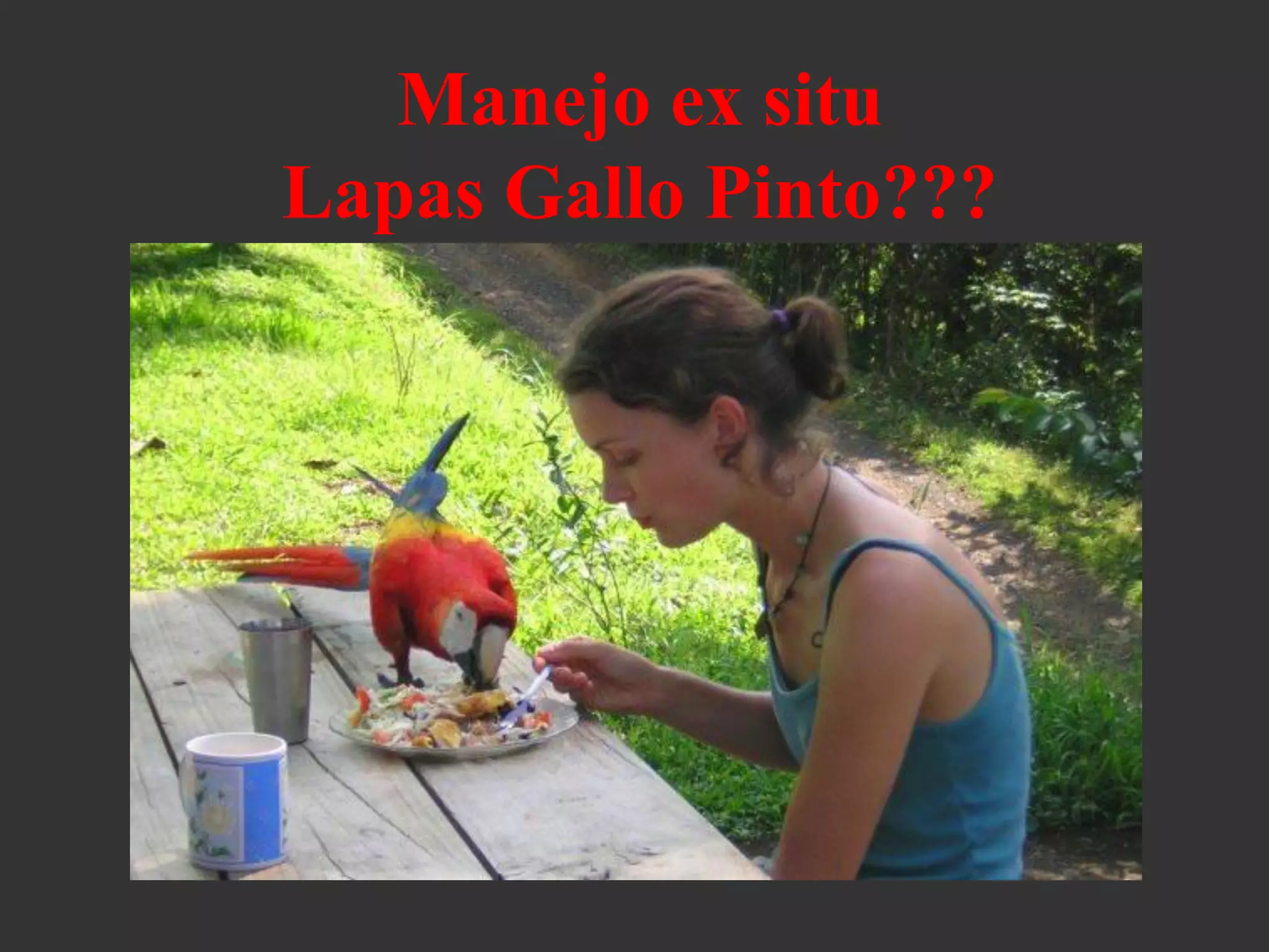 Manejo ex situ
Lapas Gallo Pinto???
 