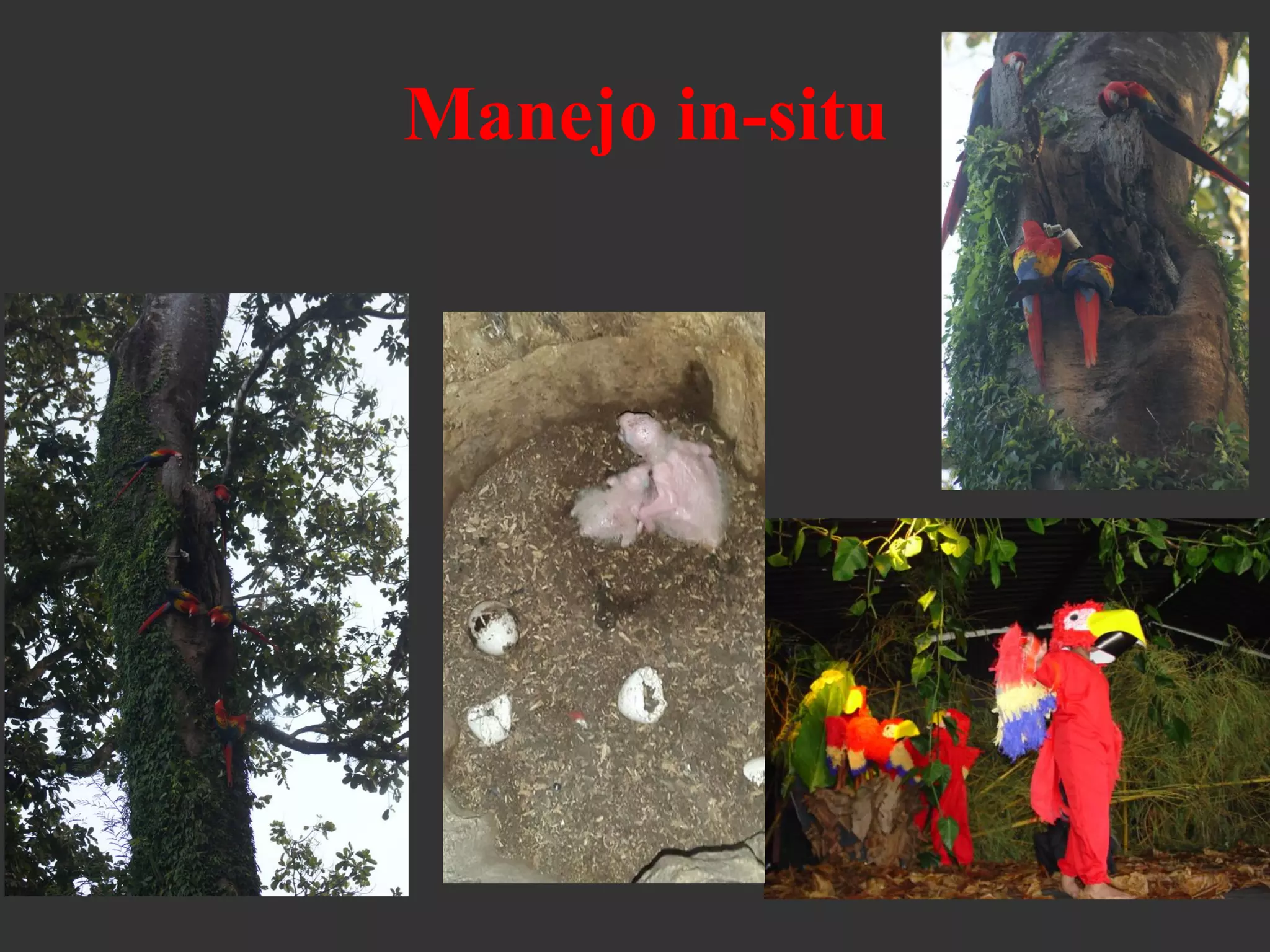 Manejo in-situ
 