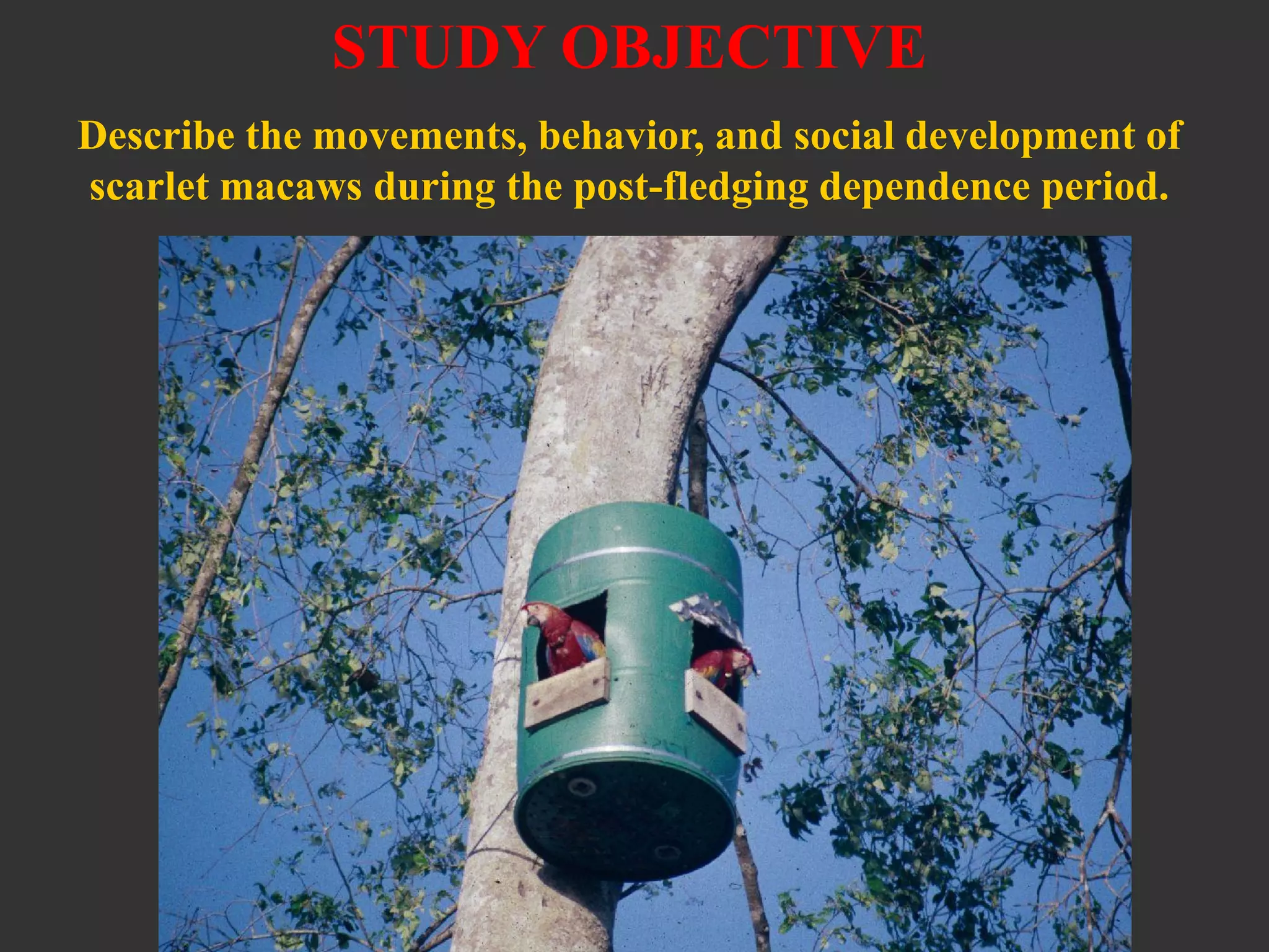 STUDY OBJECTIVE
Describe the movements, behavior, and social development of
scarlet macaws during the post-fledging dependence period.
 