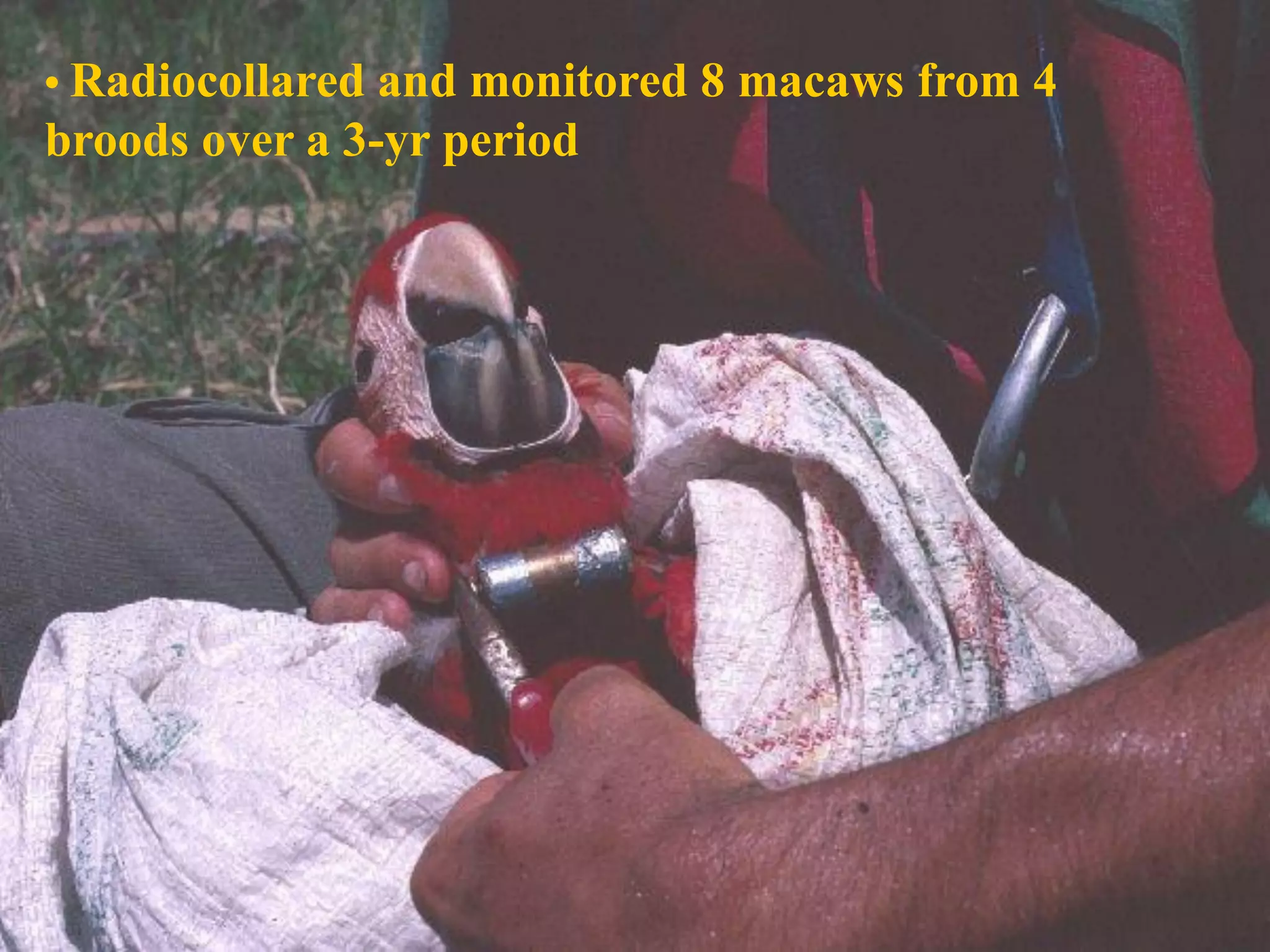 • Radiocollared and monitored 8 macaws from 4
broods over a 3-yr period
 