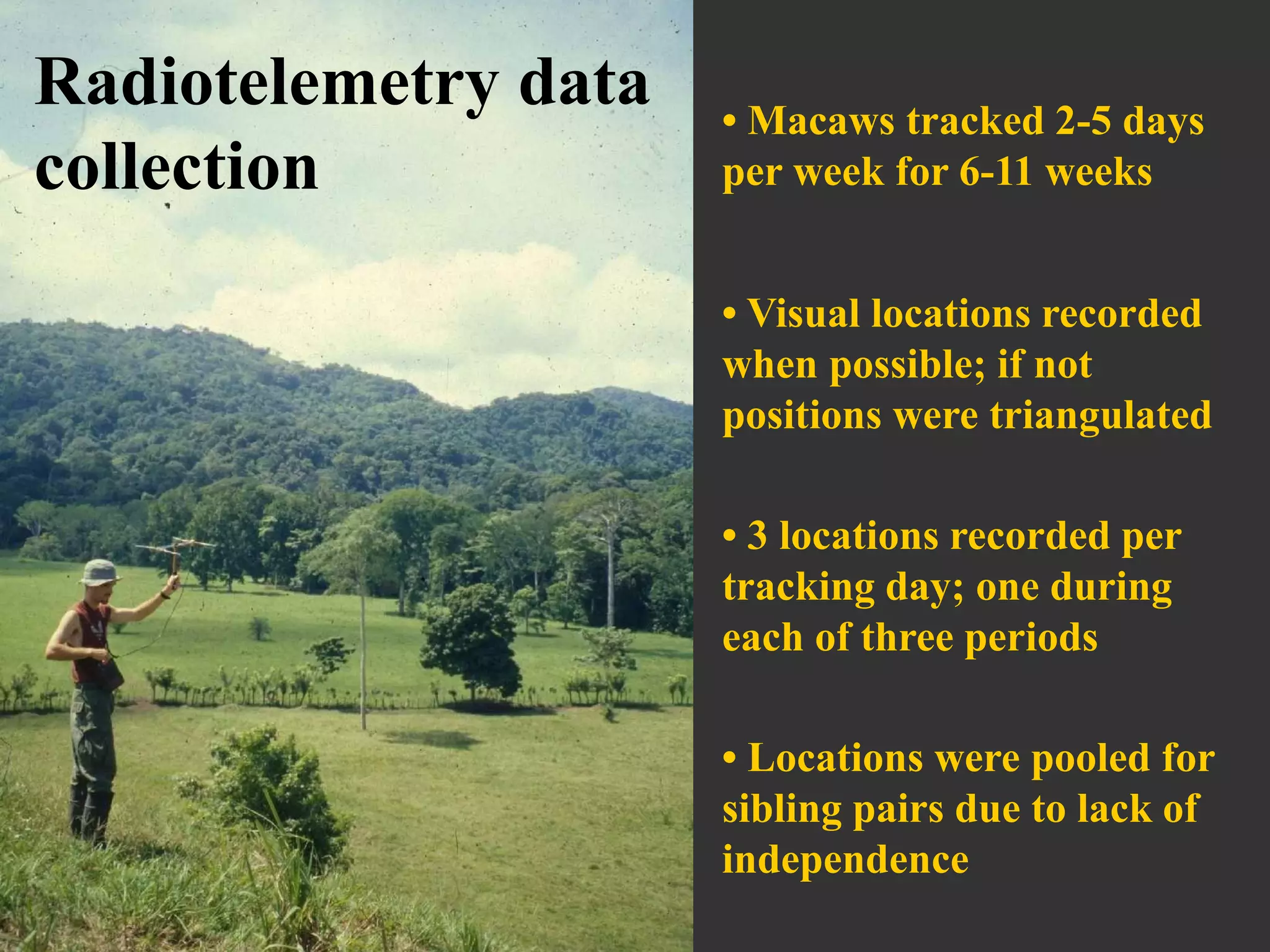 • Macaws tracked 2-5 days
per week for 6-11 weeks
• Visual locations recorded
when possible; if not
positions were triangulated
• Locations were pooled for
sibling pairs due to lack of
independence
Radiotelemetry data
collection
• 3 locations recorded per
tracking day; one during
each of three periods
 