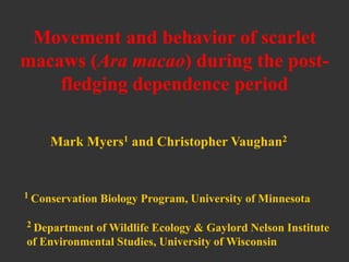 Movement and behavior of scarlet
macaws (Ara macao) during the post-
fledging dependence period
1 Conservation Biology Program, University of Minnesota
Mark Myers1 and Christopher Vaughan2
2 Department of Wildlife Ecology & Gaylord Nelson Institute
of Environmental Studies, University of Wisconsin
 