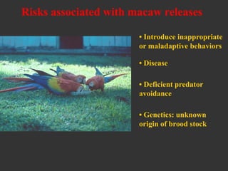 Potential role for ex-situ management
Reestablishing macaw populations where they have
been locally eliminated
 