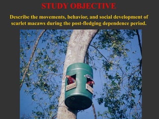 Movement and behavior of scarlet macaws (Ara macao) during the post fledging dependence period