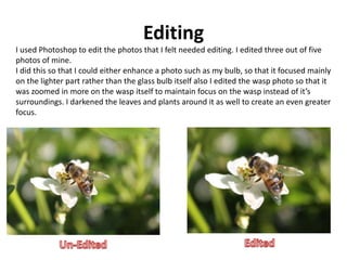 Editing 
I used Photoshop to edit the photos that I felt needed editing. I edited three out of five 
photos of mine. 
I did this so that I could either enhance a photo such as my bulb, so that it focused mainly 
on the lighter part rather than the glass bulb itself also I edited the wasp photo so that it 
was zoomed in more on the wasp itself to maintain focus on the wasp instead of it’s 
surroundings. I darkened the leaves and plants around it as well to create an even greater 
focus. 
 
