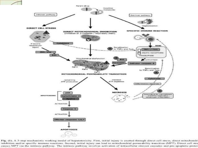 molecular mechanism of drug action pdf
